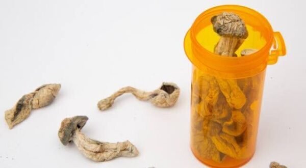 Magic Mushrooms For Sale